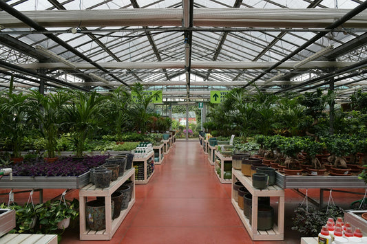 A wide view inside a large, bright greenhouse with a glass ceiling, filled with rows of diverse plants and pots.