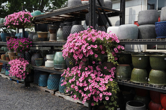 Pink petunia hanging baskets are displayed on shelves with various ceramic pots at a garden center.