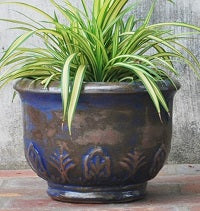 Dark blue glazed ceramic planter with embossed leaf relief and footed base, planted with variegated spider plant.